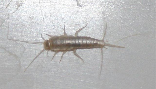 White bugs in your bathroom are silverfish