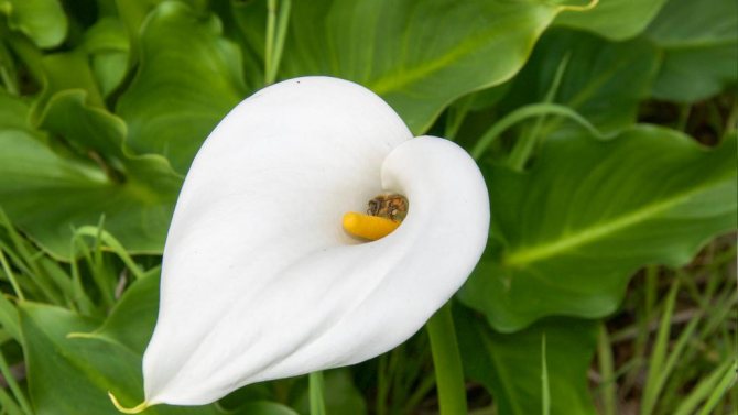 פרח קאלה לבן.