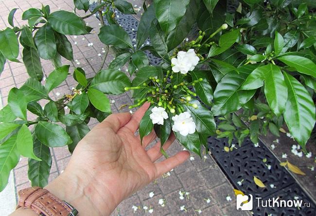 White tabernemontana flower