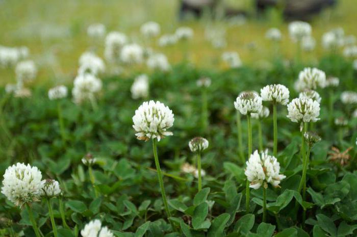 white clover for lawn how to plant reviews