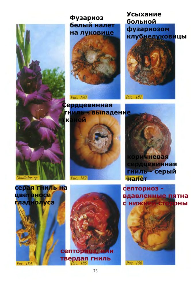 white bloom with fusarium, tissue loss with heart rot, gray rot, septoria, or hard rot, gray rot, fusarium, depressed spots, gladiolus heart rot, gladiolus diseases, gladiolus diseases photo and description, diseases and pests of gladiolus