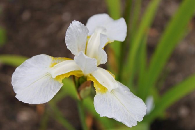 Siberian white iris