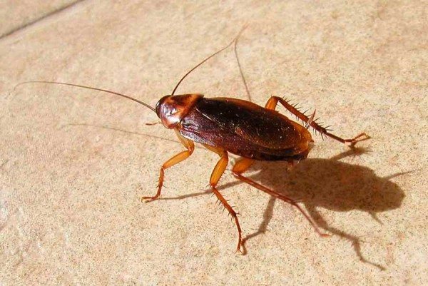 Vit kackerlacka: varför det kommer till lägenheten och hur man hanterar den