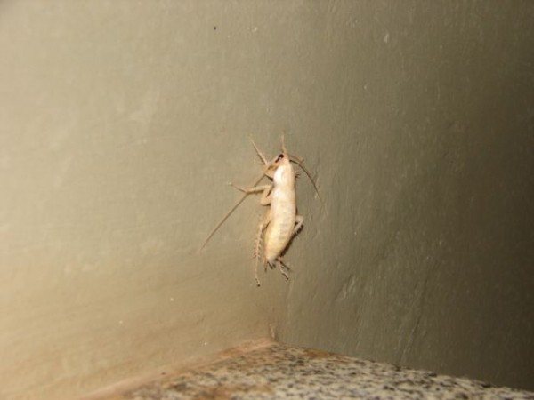 Vit kackerlacka: varför det kommer till lägenheten och hur man hanterar den