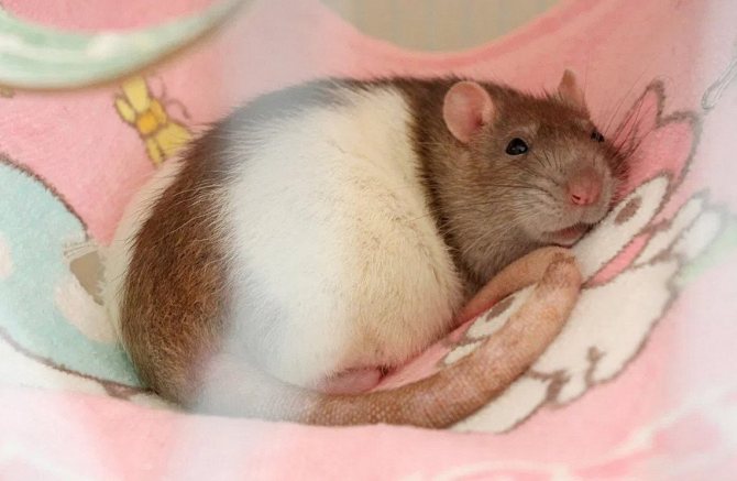 الفئران الحامل