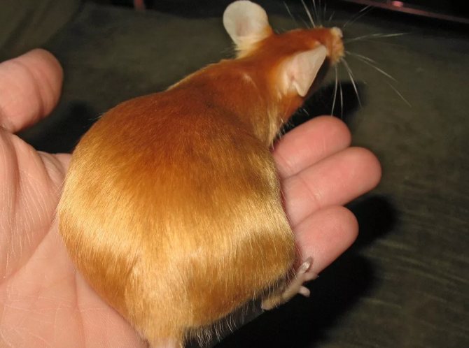 Бременна мишка