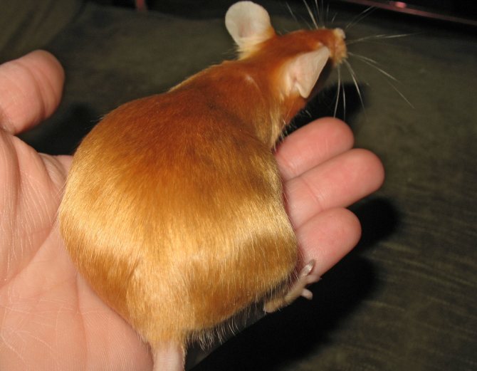 Schwangere Maus