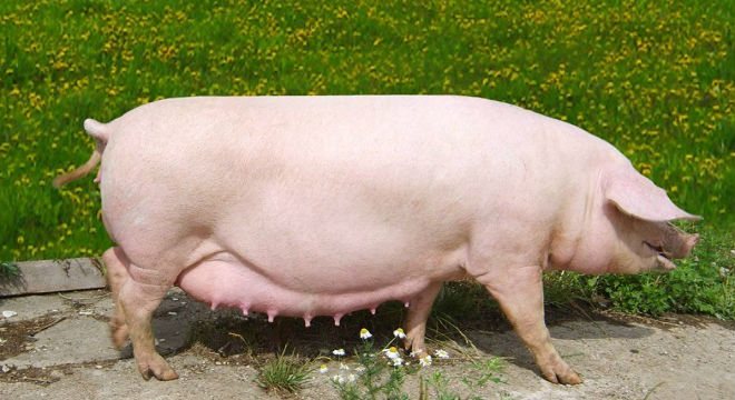 Babi yang mengandung memerlukan penjagaan khas