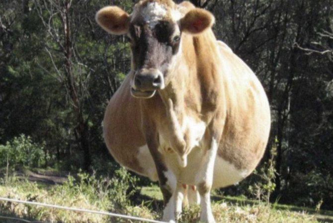 Крава бременност