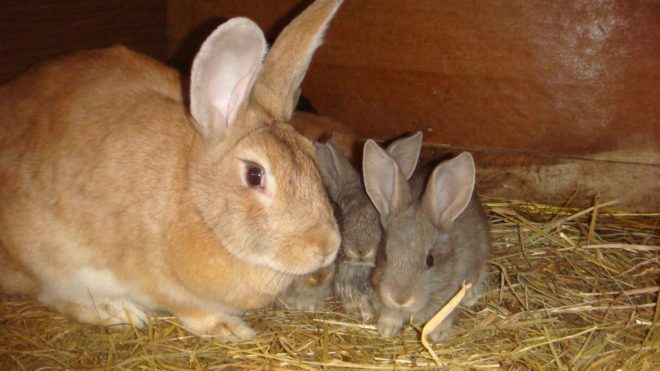 Rabbit pregnancy