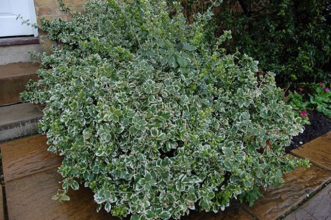 Fortune's euonymus is a creeping evergreen shrub that is used as a hedge