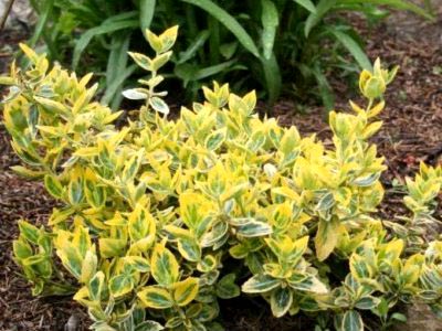 Coopmans euonymus