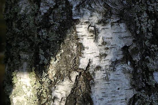 drooping birch description