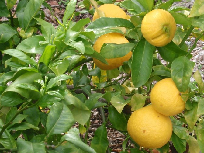 Bergamot orange (bergamot)
