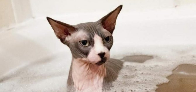 Kucing tanpa rambut dimandikan setiap 1-2 minggu.