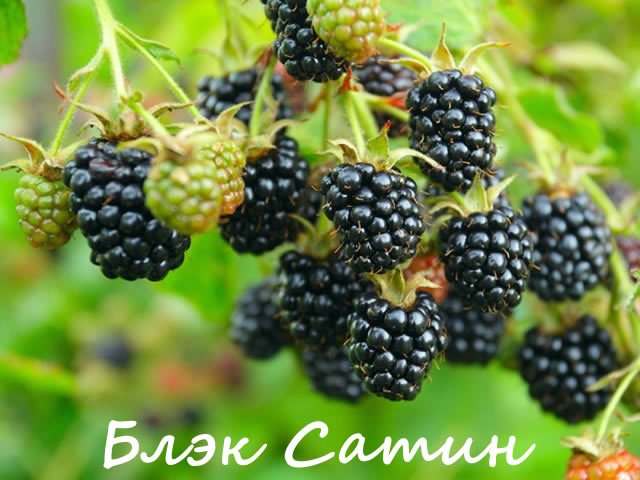 Besshipless blackberry variety na Black Satin