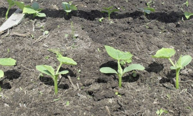 Seedless cultivation of cucumbers