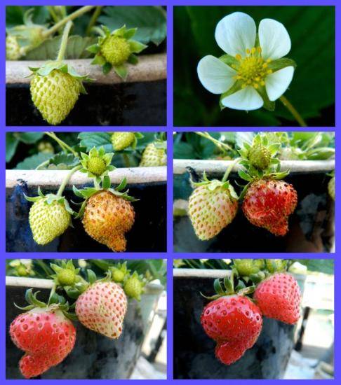 Căpșuni fără mustață, beneficiile și reproducerea acesteia