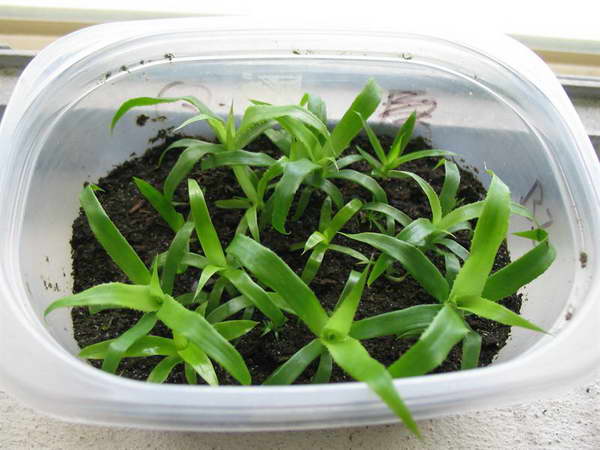 Bilbergia from seeds photo of seedlings