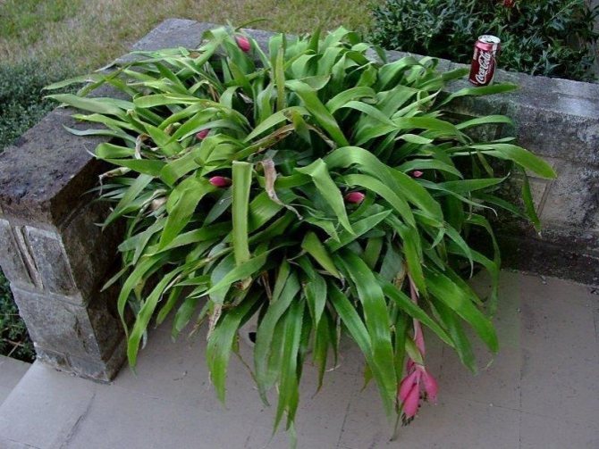 Bilbergia drooping in a pot