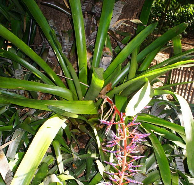 Bilbergia grönblommig Billbergia viridiflora foto