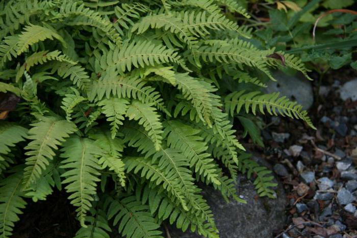 buwan ng biology horsetails ferns