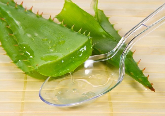 Due to the large amount of mucus, aloe acts as a strong antiseptic