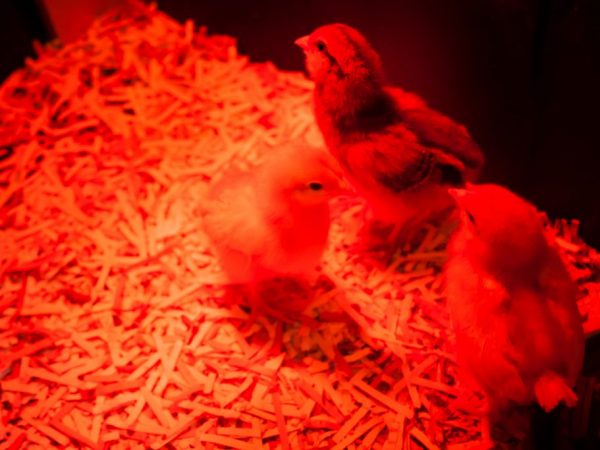 بفضل سخان الأشعة تحت الحمراء ، تتحسن شهية الطيور وتنمو بسرعة وتزيد مقاومة الجسم للعدوى