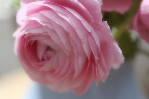 Vznešený čajový květ růže