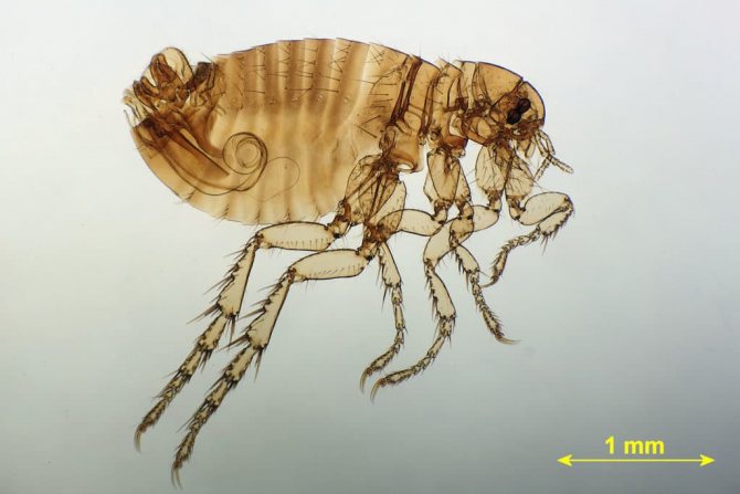 Flea under the microscope
