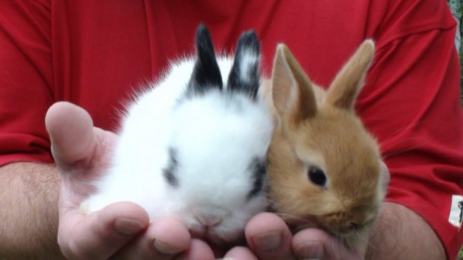 Flöhe von dekorativen Kaninchen können auf andere Tiere übertragen werden