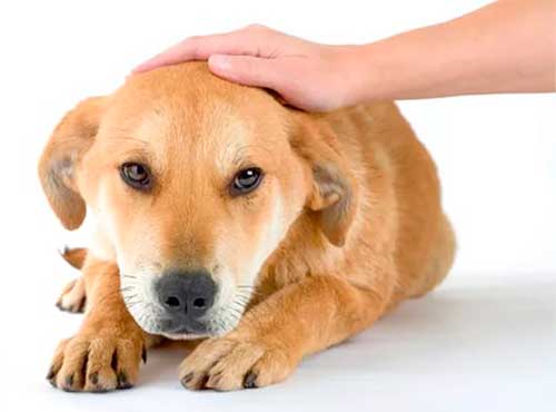 Fleas from pet to person