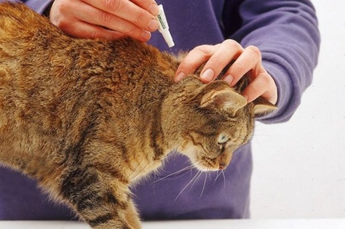 Fleas from cats are transmitted to humans how to get rid of