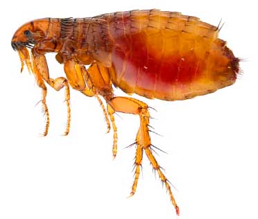 Fleas in pets can bite humans.