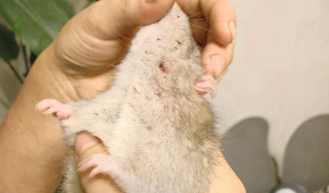 Mga pulgas ng Hamster