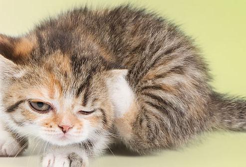 fleas in kittens how to get rid of