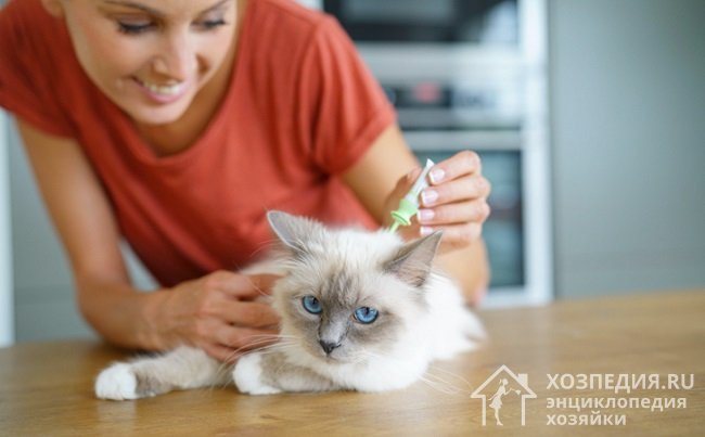 Fleas in the apartment: where and how to get rid of