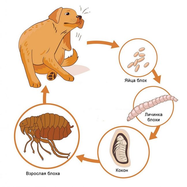 Fleas in the apartment: where and how to get rid of