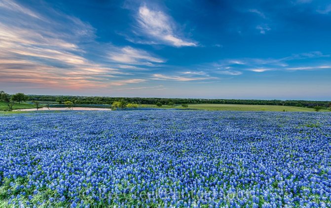 Bluebonnets في مدينة ويلو ، تكساس