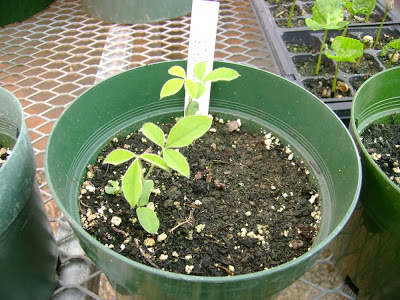 Bobovnik laburum from seeds photo shoots
