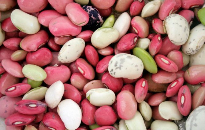 mga beans ng beans