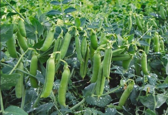 Beans growing and care in the open field when to collect from the garden with a photo