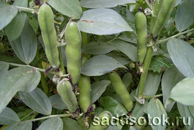 Kacang tumbuh dan dijaga di ladang terbuka ketika hendak mengumpulkan dari kebun dengan gambar