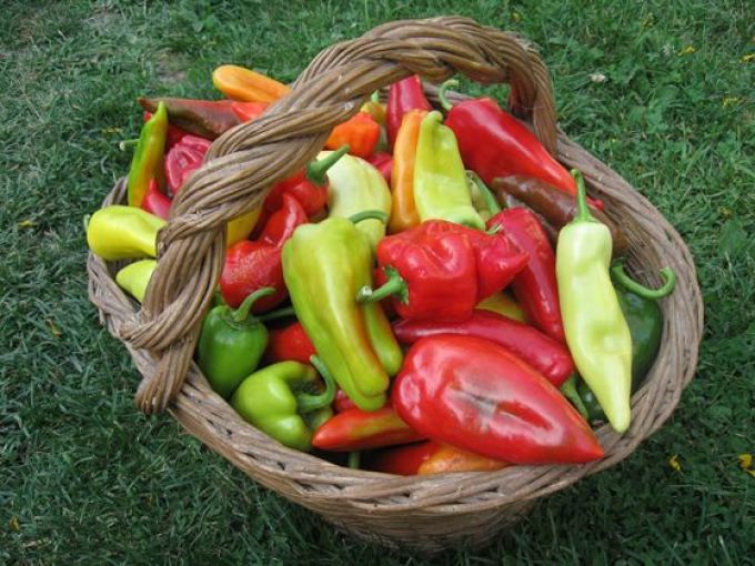 Rich harvest of peppers