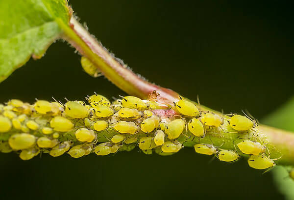 Brusinka trpí především škůdci v suchých letech, kdy jsou keře oslabené a nemají čas se zotavit před zimou.