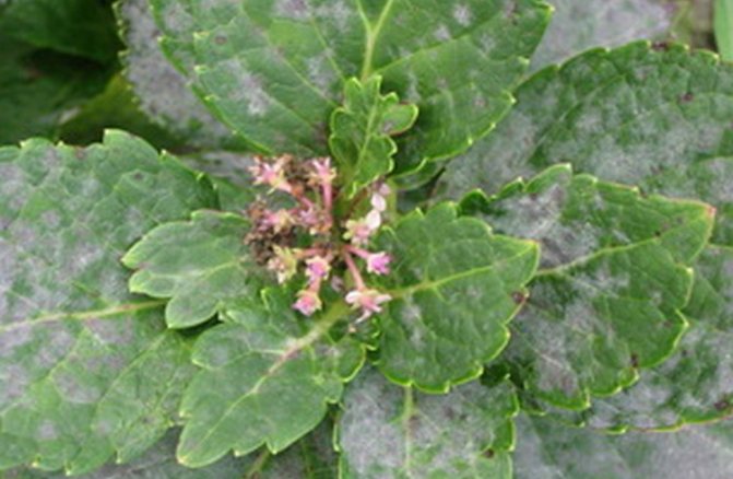 Hydrangea powdery mildew disease