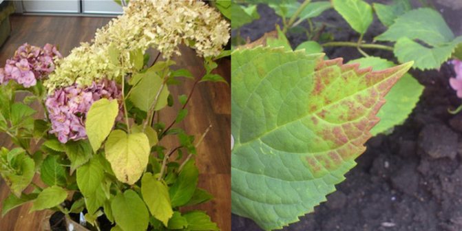 Hydrangea rust disease and its treatment
