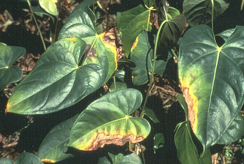 onemocnění listů anthuria