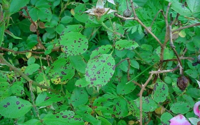 Rose leaf disease black spot: photo and how to treat