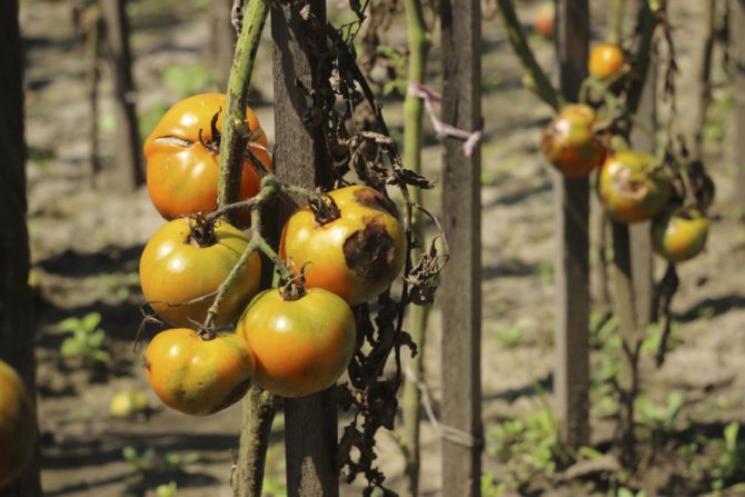 Disease of tomatoes. Phytophthora